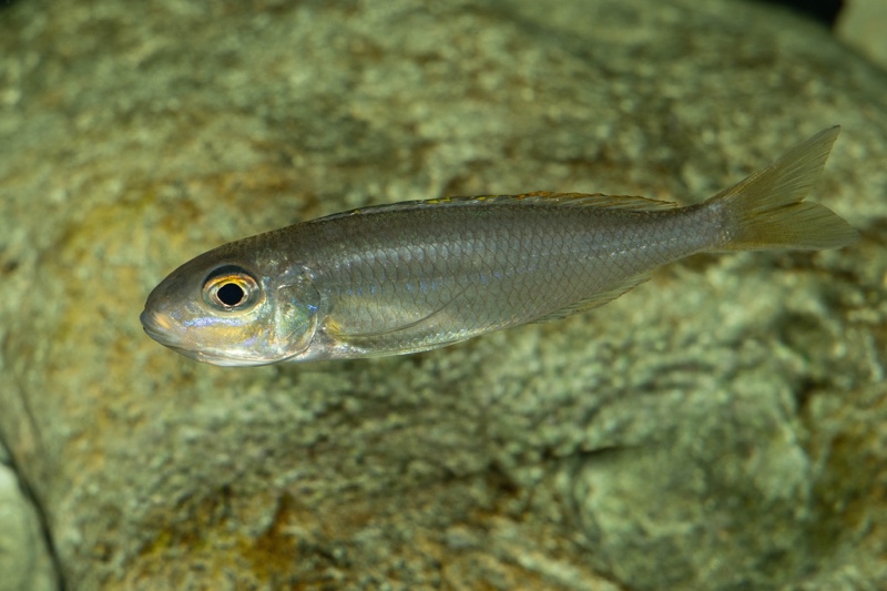 Lestradea perspicax 'Kawasindi Island'